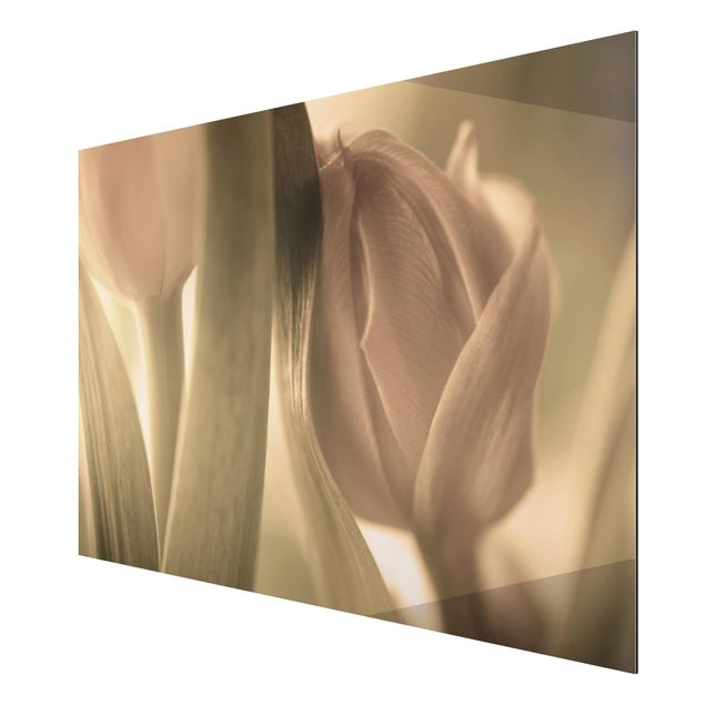 tableaux floraux Tulipe Délicate