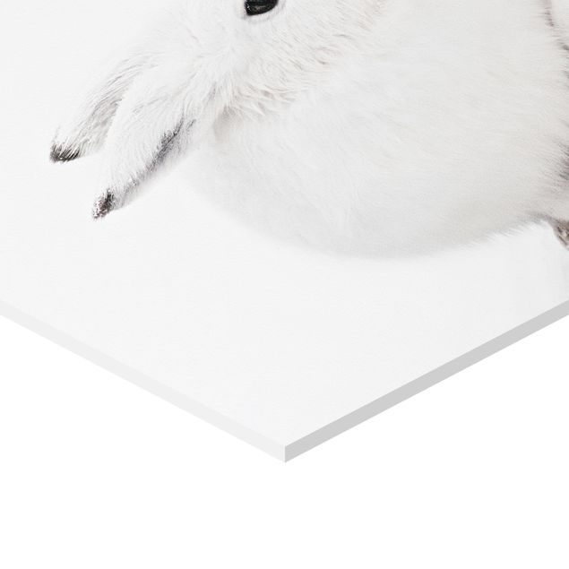 Hexagone en forex - Arctic Hare