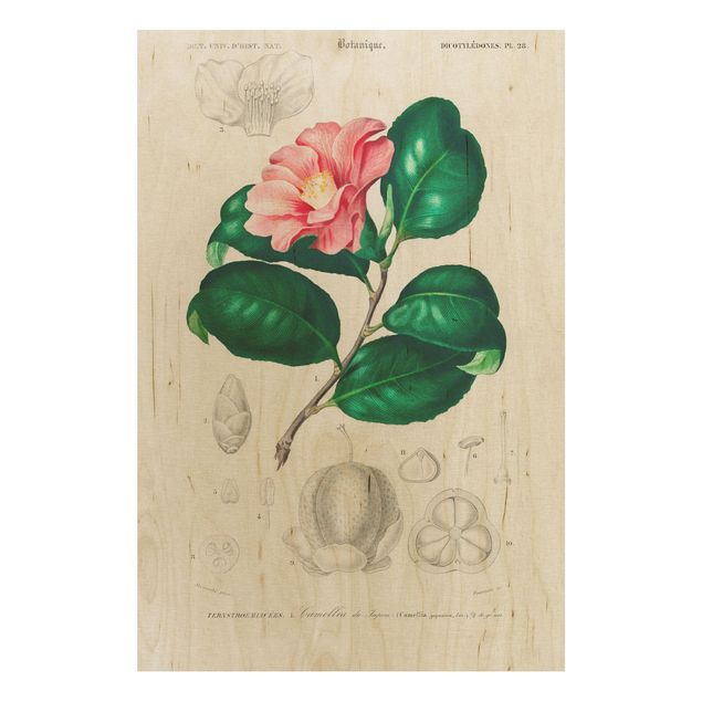 Tableaux en bois avec fleurs Illustration Botanique Vintage Plante Tropicale II
