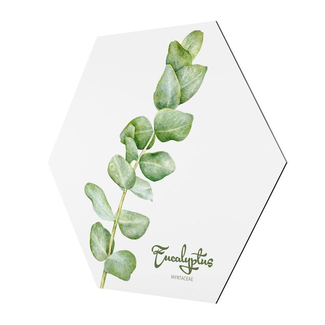 Tableau hexagon Botanique à l'aquarelle Eucalyptus