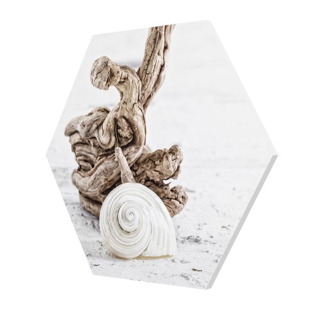 Tableau nature coquille d'escargot blanche et bois de racine
