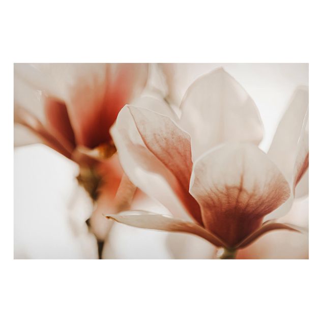 Tableaux magnétiques avec fleurs Délicates fleurs de magnolia dans un jeu d'ombres et de lumières