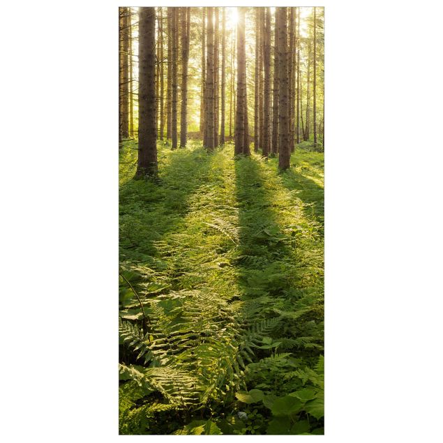 Panneau de séparation - Sun Rays In Green Forest