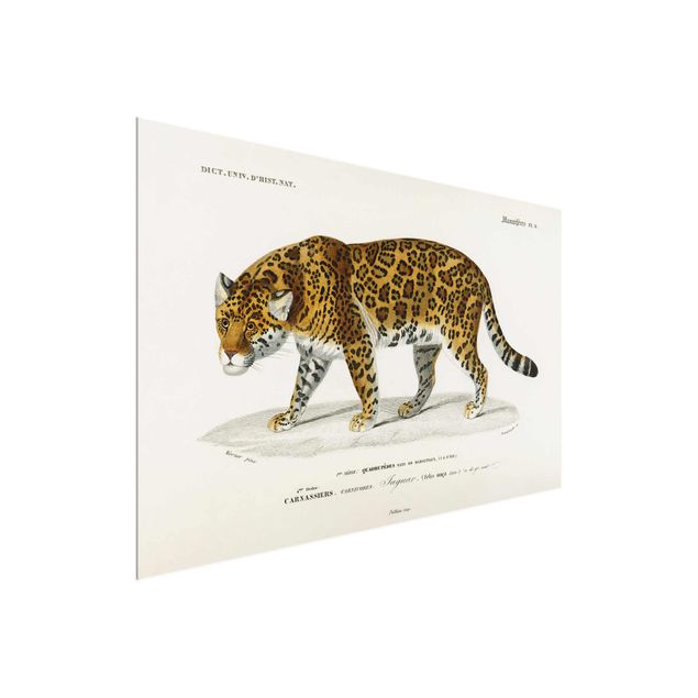 Cadre animaux Tableau Botanique Jaguar