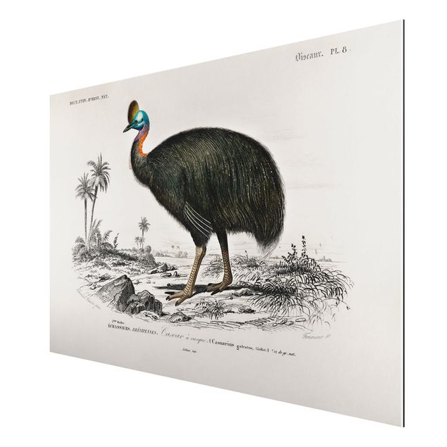 Cadre animaux Tableau Vintage Emu