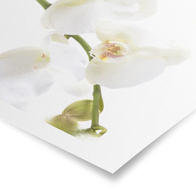 Tableau fleurs Eaux de l'Orchidée Blanche