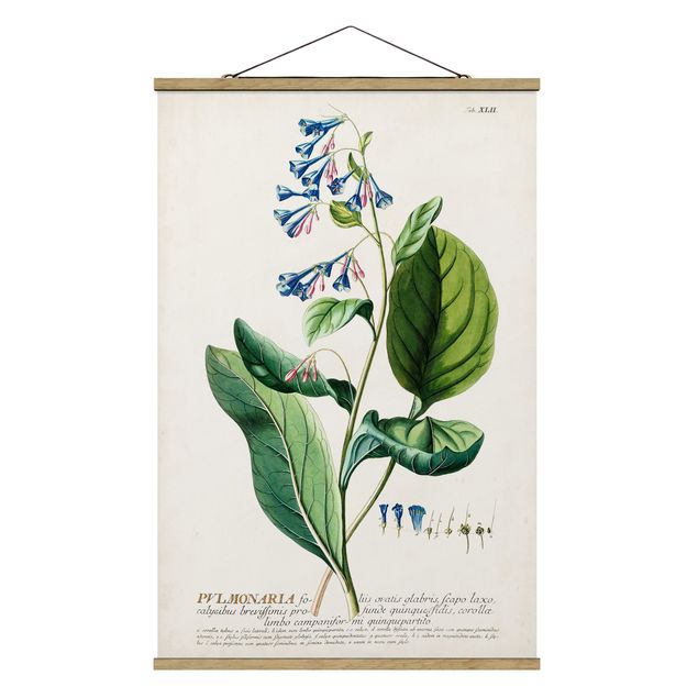 Tableaux florals Illustration botanique vintage Pulmonaria
