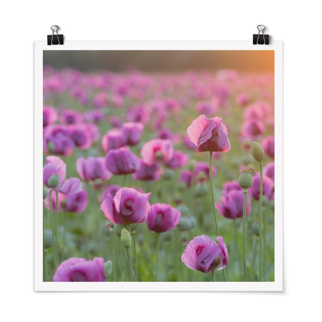 Tableau moderne Prairie de coquelicots violets au printemps