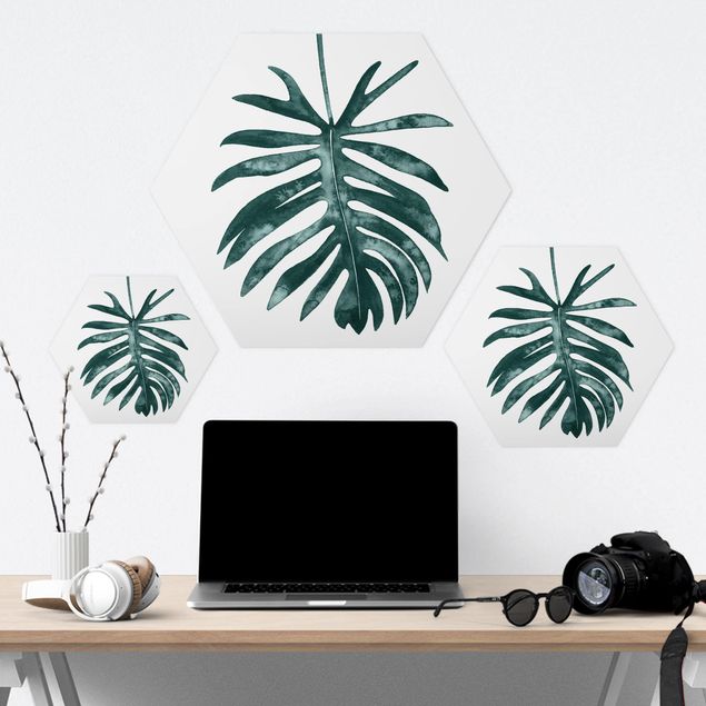 Hexagone en forex - Emerald Philodendron Angustisectum