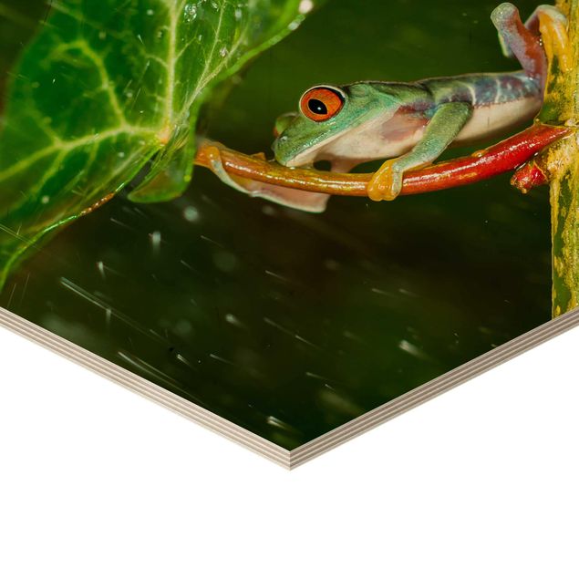 Hexagone en bois - Frog In The Rain