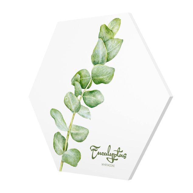 Tableau décoration Botanique à l'aquarelle Eucalyptus