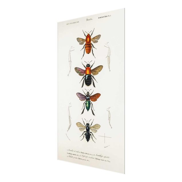 Tableau décoration Tableau Vintage Insectes