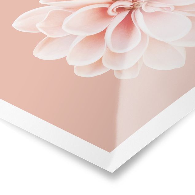 Tableau décoration Dahlia Rose Pastel Blanc Centré