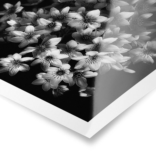 Tableaux noir et blanc Bouquet de clématites foncé