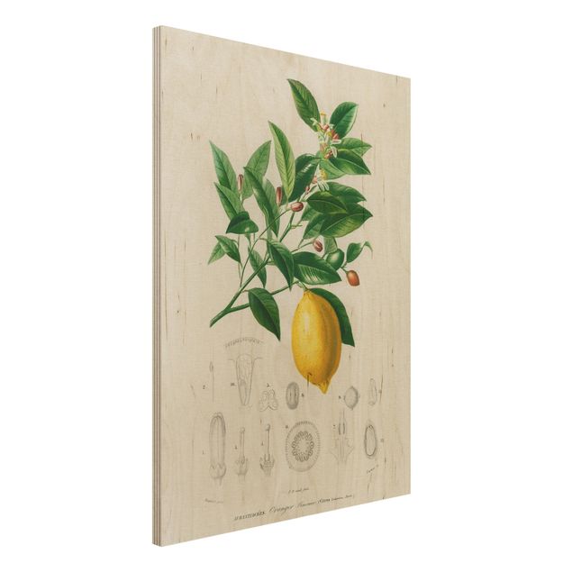 Déco murale cuisine Illustration Botanique Vintage Citron