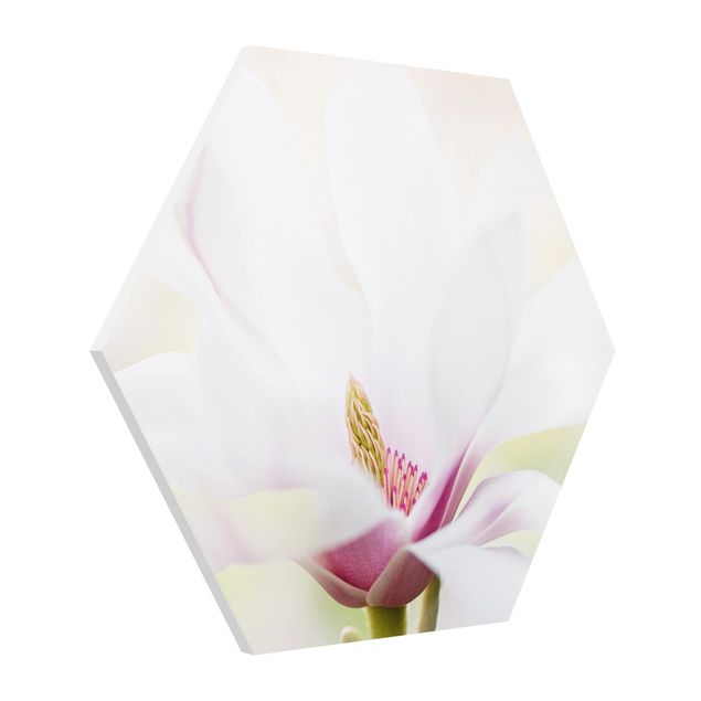 Tableaux florals Délicate fleur de magnolia