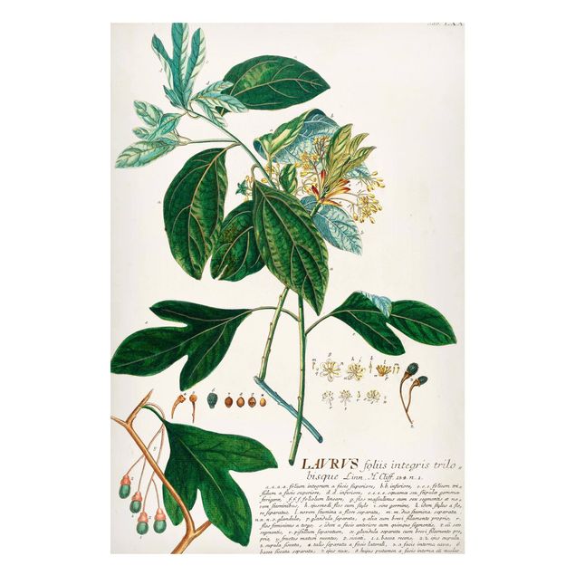 Tableaux magnétiques avec fleurs Illustration botanique vintage Laurel