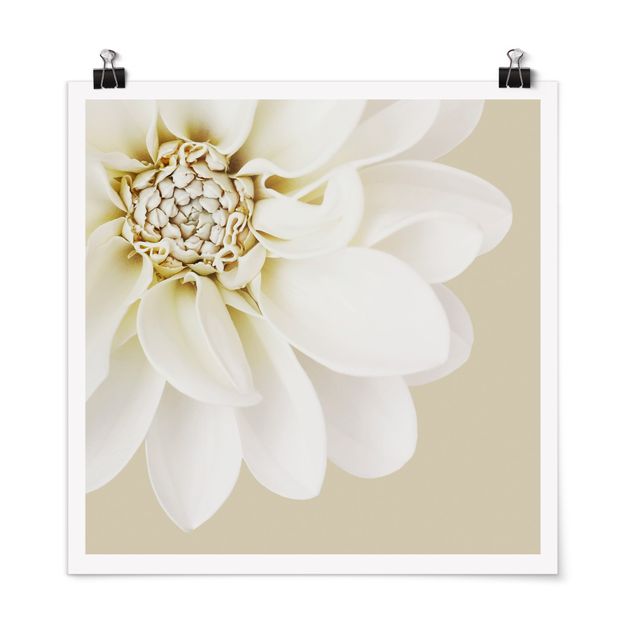 Poster mural fleurs Dahlia Blanc Couleurs Pastel Sable