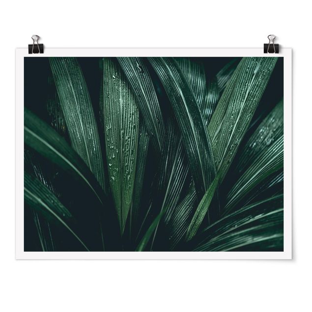 Poster fleurs Feuilles de palmier vertes