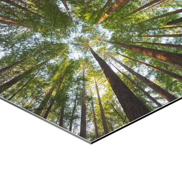 Tableaux de Rainer Mirau Têtes de Séquoia