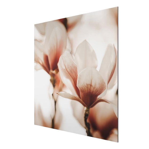 tableaux floraux Délicates fleurs de magnolia dans un jeu d'ombres et de lumières