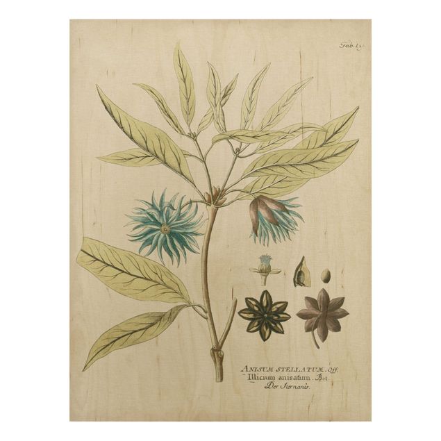Tableaux en bois avec fleurs Botanique vintage en bleu Badianier de Chine