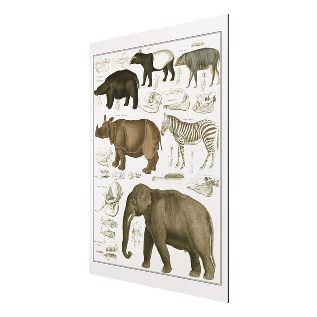 Tableau éléphants Tableau Botanique éléphant, zèbre et rhino