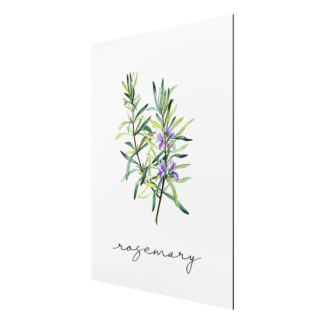 Tableau fleurs Illustration d'herbes aromatiques Romarin
