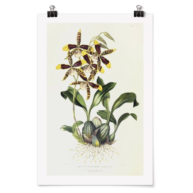 Tableau fleurs Maxim Gauci - Orchidée II