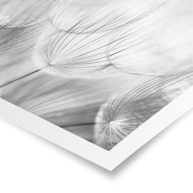 Tableaux noir et blanc Pissenlits en macrophotographie en noir et blanc