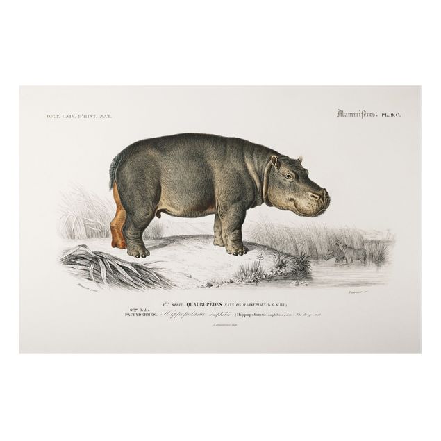Tableau paysages Tableau Vintage hippopotame