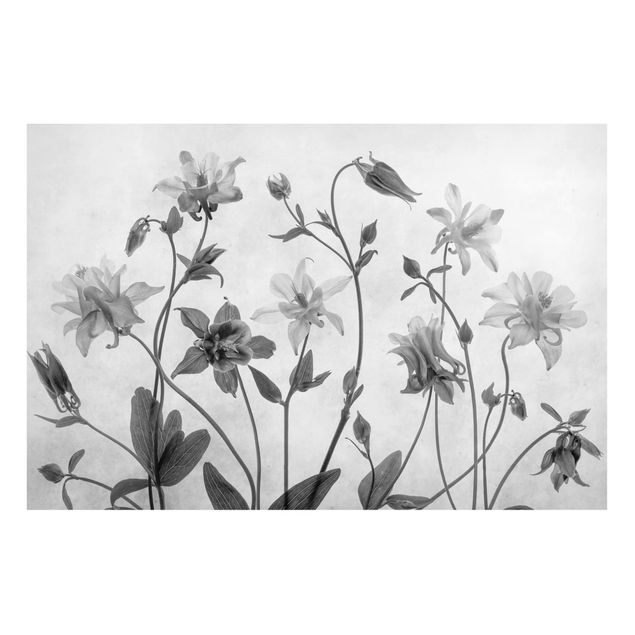 Tableaux magnétiques avec fleurs Forest Aquilegia Black And White