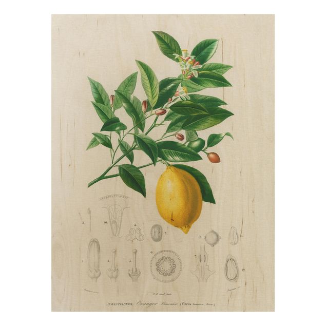 Tableaux en bois avec fleurs Illustration Botanique Vintage Citron