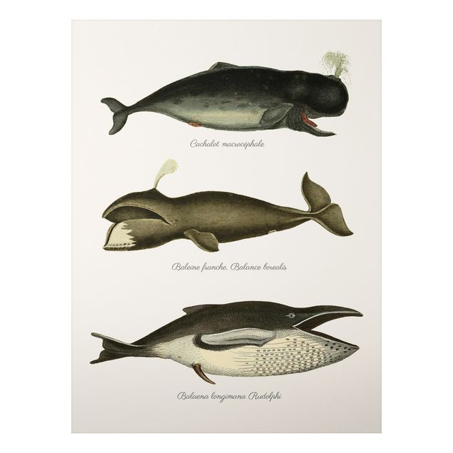 Tableau poissons Trois baleines vintage