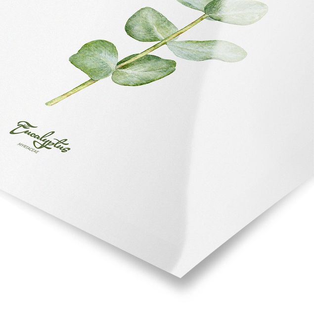 Affiche déco Botanique à l'aquarelle Eucalyptus