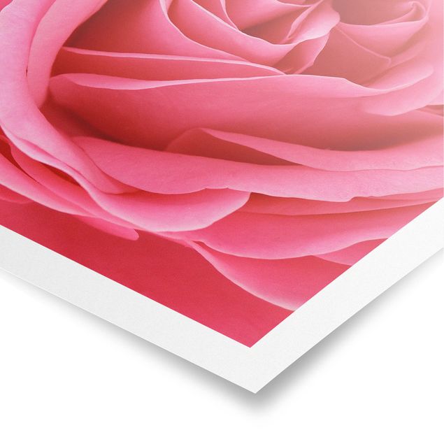 Posters fleurs Lustful Pink Rose