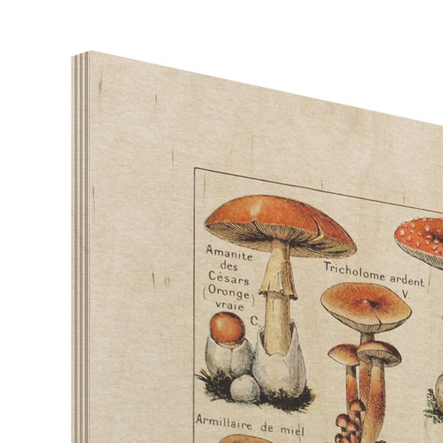 Tableaux bois Tableau Vintage champignons