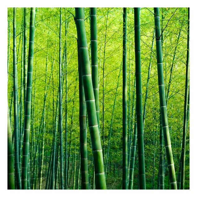 tapisserie panoramique Forêt de bambous