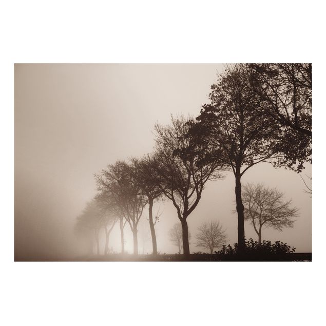 Tableaux paysage Arbre Avanue dans la brume du matin