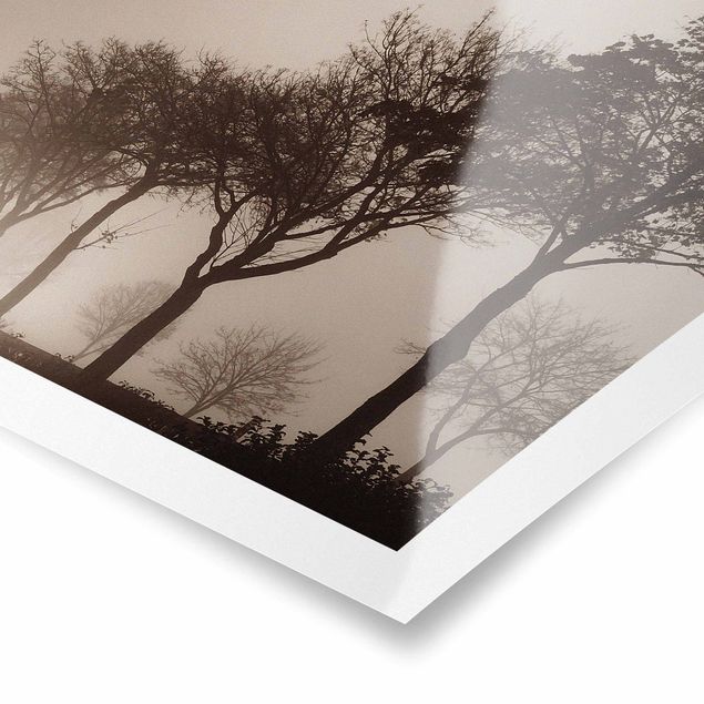 Poster paysage Arbre Avanue dans la brume du matin