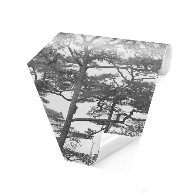 Papier peint panoramique La cime des arbres dans le brouillard Noir et blanc