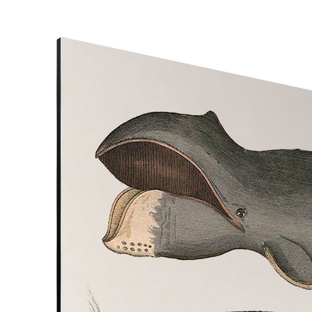 Tableau rétro Cinq baleines vintage