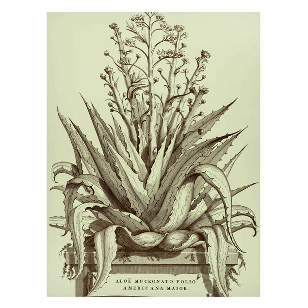 Tableaux magnétiques avec fleurs Vintage Aloe Vera Americana Major