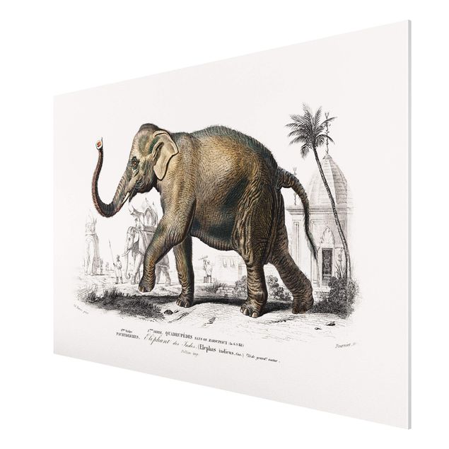 Tableaux éléphants Tableau Vintage Éléphant