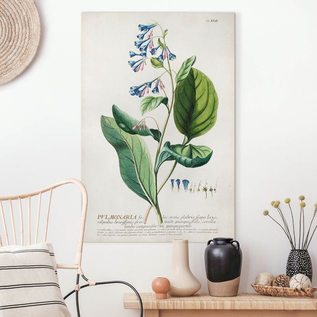 Impression sur toile - Vintage Botanical Illustration Lungwort