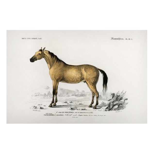Tableau chevaux Tableau Vintage Cheval