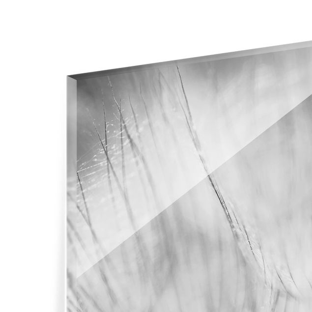 Fond de hotte - Dandelions Macro Shot In Black And White