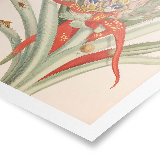 Poster retro Anna Maria Sibylla Merian - Ananas avec insectes