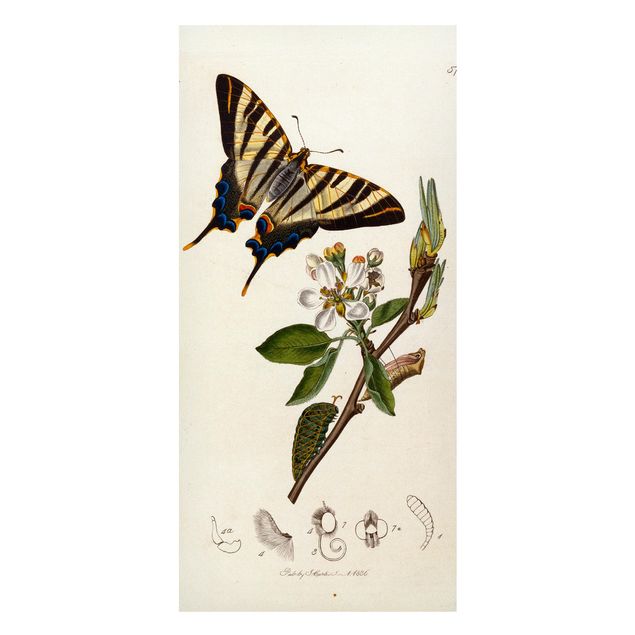 Tableau papillon John Curtis - Un rare papillon à queue d'hirondelle