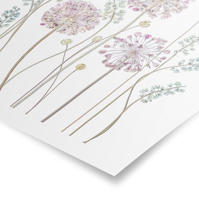Posters fleurs Illustration d'Allium